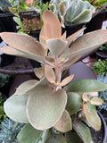 KALANCHOE ORGYALIS SILVER SPOONS 25CM