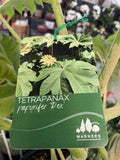 TETRAPANAX PAPYRIFER 33CM
