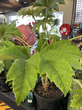 TETRAPANAX PAPYRIFER 33CM