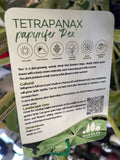 TETRAPANAX PAPYRIFER 33CM