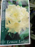 RHODODENDRON LEMON LODGE 20CM