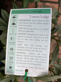 RHODODENDRON LEMON LODGE 20CM