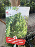 ACER TRUNCATUM X PLANTANOIDES URBAN SUNSET 45LTR