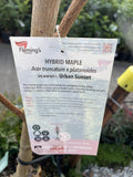 ACER TRUNCATUM X PLANTANOIDES URBAN SUNSET 45LTR