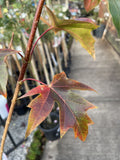 ACER TRUNCATUM X PLANTANOIDES URBAN SUNSET 45LTR