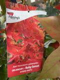 ACER TRUNCATUM X PLANTANOIDES RUBY SUNSET 33CM