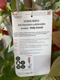 ACER TRUNCATUM X PLANTANOIDES RUBY SUNSET 33CM