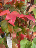ACER TRUNCATUM X PLANTANOIDES RUBY SUNSET 33CM