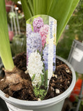 HYACINTH 12CM