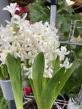 HYACINTH 12CM