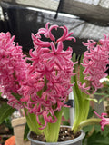 HYACINTH 12CM