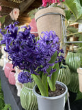 HYACINTH 12CM