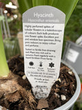HYACINTH 12CM