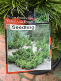 PINUS THUNBERGII YATSABUSA DWARF BLACK PINE SEEDLING 30CM