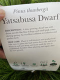 PINUS THUNBERGII YATSABUSA DWARF BLACK PINE SEEDLING 30CM