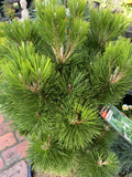PINUS THUNBERGII YATSABUSA DWARF BLACK PINE SEEDLING 30CM