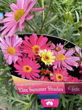 ARGYRANTHEMUM SUMMER SHADES 14CM