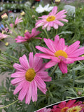 ARGYRANTHEMUM SUMMER SHADES 14CM