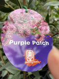 EUCALYPTUS PURPLE PATCH 20CM