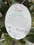EUCALYPTUS PURPLE PATCH 20CM