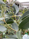 EUCALYPTUS PURPLE PATCH 20CM