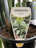 ASPIDISDRA CAST IRON PLANT MIXED 20CM