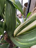 ASPIDISDRA CAST IRON PLANT MIXED 20CM