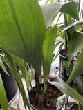 ASPIDISDRA CAST IRON PLANT MIXED 20CM