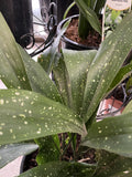ASPIDISDRA CAST IRON PLANT MIXED 20CM