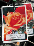 ROSE COPPER GEM BARE ROOT