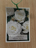 ROSE WHITE SPRAY BARE ROOT