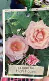 ROSE CLIMBING HIGH HOPES BARE ROOT