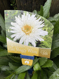 LEUCANTHEMUM SHAGGY WHITE 14CM