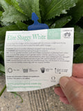 LEUCANTHEMUM SHAGGY WHITE 14CM