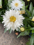 LEUCANTHEMUM SHAGGY WHITE 14CM