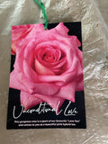 ROSE UNCONDITIONAL LOVE BARE ROOT