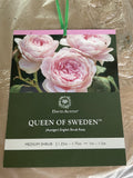 ROSE DAVID AUSTIN QUEEN OF SWEDEN BARE ROOT 