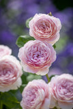 ROSE DAVID AUSTIN QUEEN OF SWEDEN BARE ROOT 