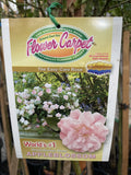 ROSE STANDARD FLOWER CARPET APPLEBLOSSOM 3FT BARE ROOT