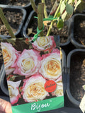 ROSE BIJOU BARE ROOT