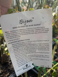 ROSE BIJOU BARE ROOT
