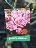 ROSE ENRICO CARUSO BARE ROOT