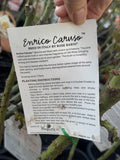 ROSE ENRICO CARUSO BARE ROOT