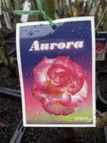 ROSE AURORA BARE ROOT