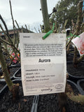 ROSE AURORA BARE ROOT