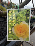 ROSE HAPPY GO LUCKY BARE ROOT