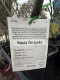 ROSE HAPPY GO LUCKY BARE ROOT