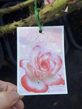 ROSE VALENTINE BARE ROOT