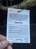 ROSE VALENTINE BARE ROOT