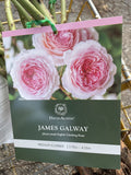 ROSE CLIMBING DAVID AUSTIN JAMES GALWAY BARE ROOT 